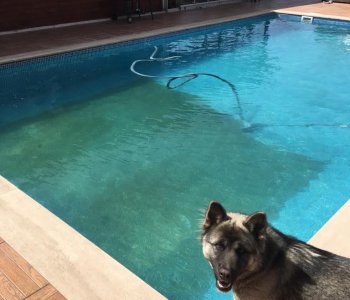 Yeşil Havuz Suyu Nasıl Berraklaştırılır?